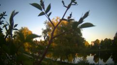 Rosarium Webcam