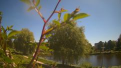 Rosarium Webcam