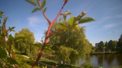 Rosarium Webcam