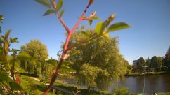 Rosarium Webcam
