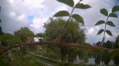 Rosarium Webcam