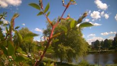 Rosarium Webcam