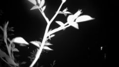 Rosarium Webcam
