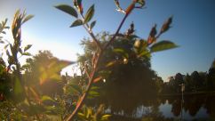 Rosarium Webcam