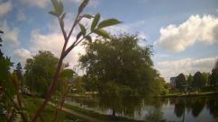 Rosarium Webcam