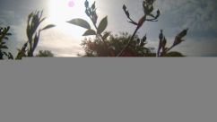 Rosarium Webcam