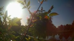 Rosarium Webcam