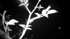 Rosarium Webcam