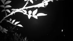 Rosarium Webcam