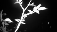Rosarium Webcam
