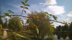 Rosarium Webcam