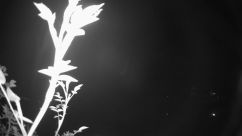 Rosarium Webcam