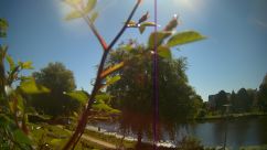 Rosarium Webcam