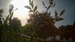 Rosarium Webcam