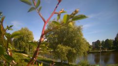 Rosarium Webcam