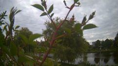 Rosarium Webcam