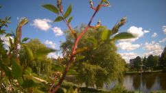 Rosarium Webcam