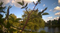 Rosarium Webcam