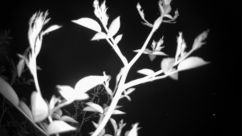 Rosarium Webcam