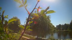 Rosarium Webcam