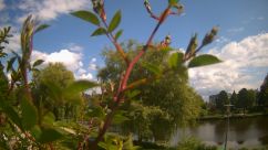 Rosarium Webcam