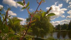 Rosarium Webcam