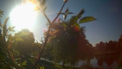 Rosarium Webcam