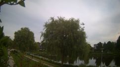 Rosarium Webcam