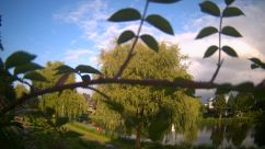 Rosarium Webcam