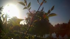 Rosarium Webcam