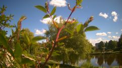 Rosarium Webcam