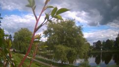 Rosarium Webcam