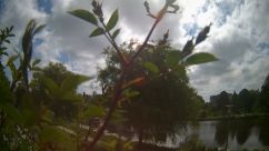 Rosarium Webcam