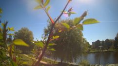 Rosarium Webcam