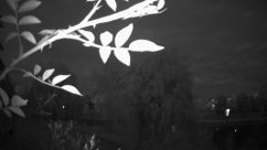 Rosarium Webcam