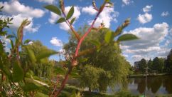 Rosarium Webcam