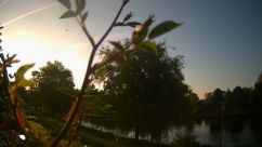 Rosarium Webcam