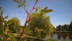 Rosarium Webcam