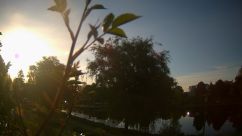 Rosarium Webcam