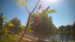 Rosarium Webcam