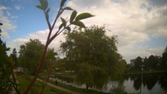 Rosarium Webcam