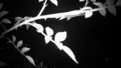 Rosarium Webcam