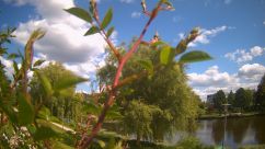 Rosarium Webcam