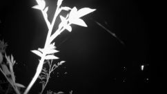 Rosarium Webcam