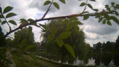 Rosarium Webcam