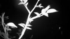 Rosarium Webcam