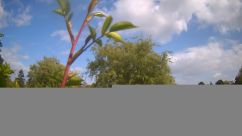 Rosarium Webcam