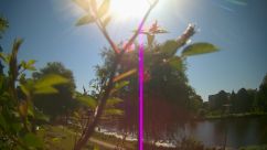 Rosarium Webcam