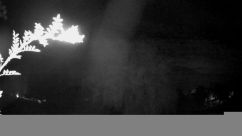 Rosarium Webcam