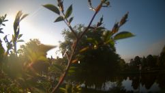 Rosarium Webcam